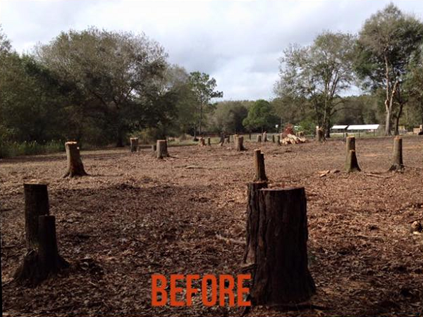 Stump Removal - Keystone Heights - Middleburg - St. Augustine - Gainesville - Starke - Palatka - Northeast Florida - Odom Ranch